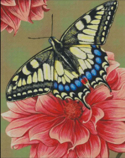 (image for) Yellow Swallowtail Butterfly